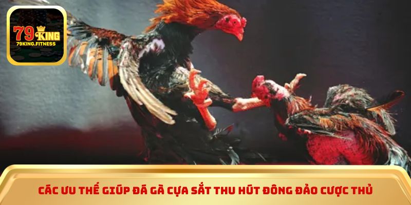 Các ưu thế giúp đá gà cựa sắt thu hút đông đảo cược thủ