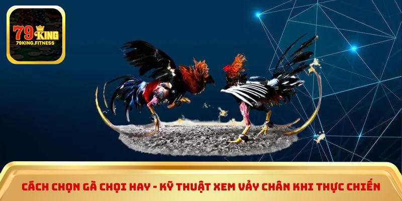 Cách chọn gà chọi hay - Kỹ thuật xem vảy chân khi thực chiến