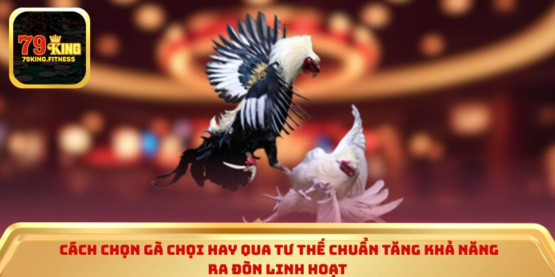 Cách chọn gà chọi hay qua tư thế chuẩn tăng khả năng ra đòn linh hoạt 
