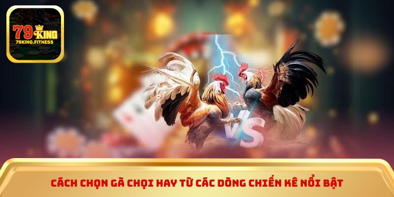 Cách chọn gà chọi hay từ các dòng chiến kê nổi bật