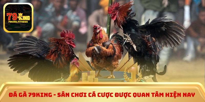 Đá gà 79king - Sân chơi cá cược được quan tâm hiện nay 