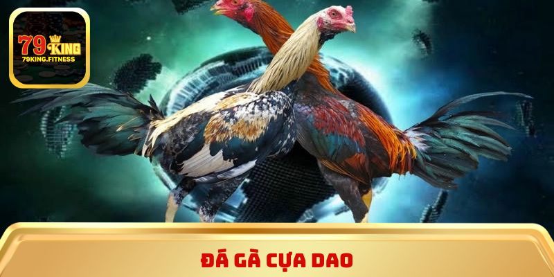 Đá gà cựa dao