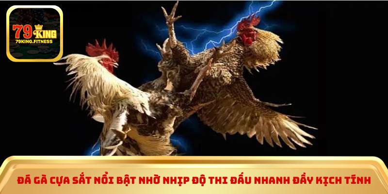 Đá gà cựa sắt nổi bật nhờ nhịp độ thi đấu nhanh đầy kịch tính