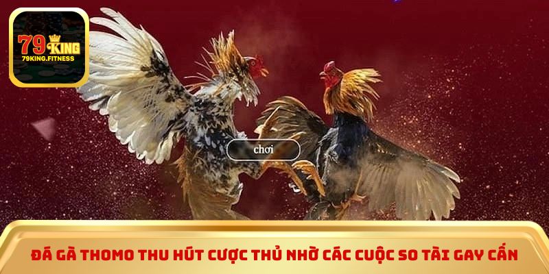 Đá gà thomo thu hút cược thủ nhờ các cuộc so tài gay cấn