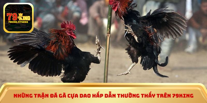 Những trận đá gà cựa dao hấp dẫn thường thấy trên 79king