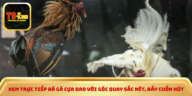 Xem trực tiếp đá gà cựa dao với góc quay sắc nét, đầy cuốn hút
